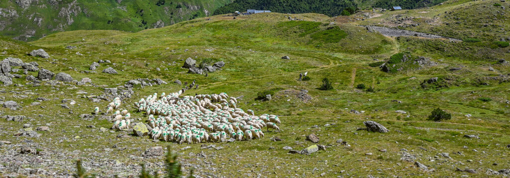 Moutons dans montagne